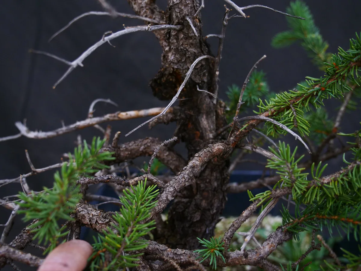 Colorado Blue Spruce