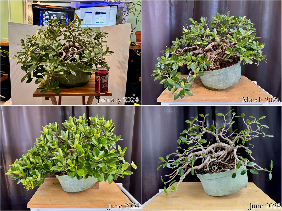 Ficus, progress collage, 2024
