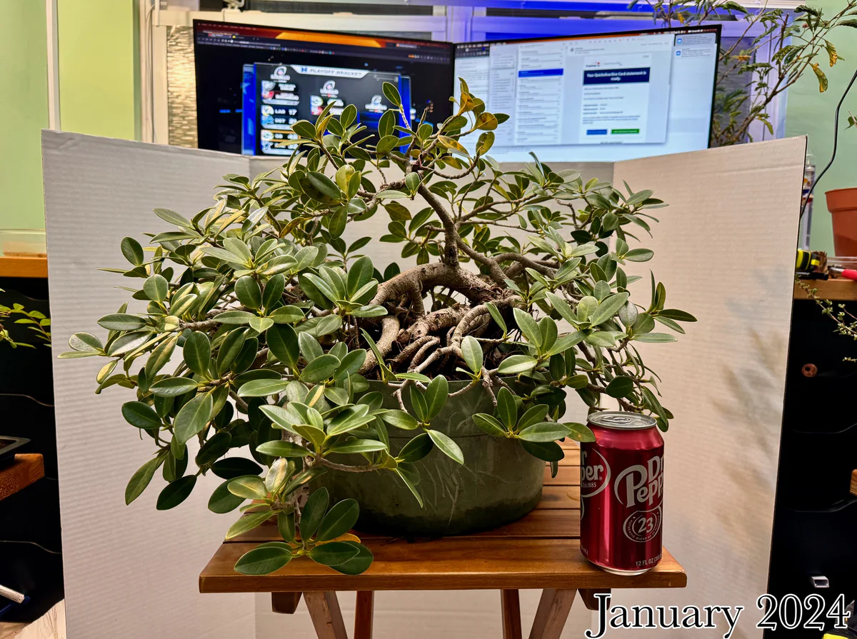 Ficus