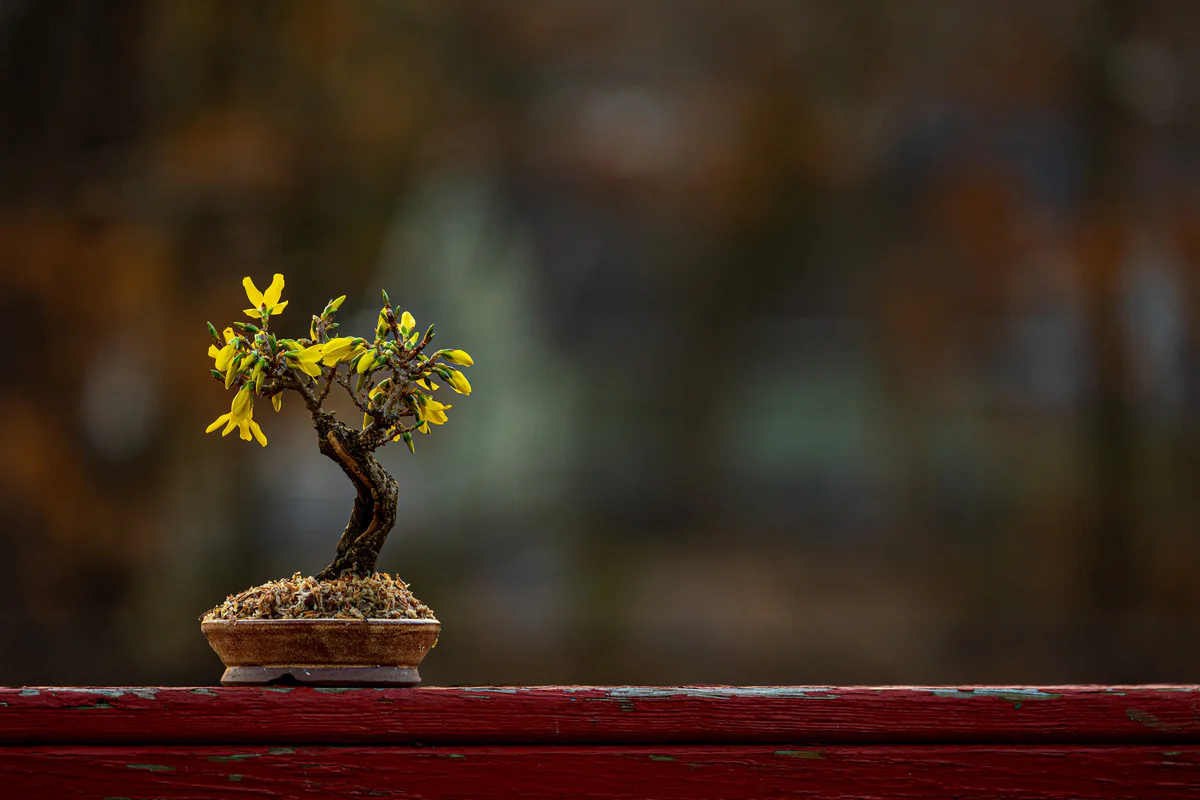 Forsythia (March 2026)