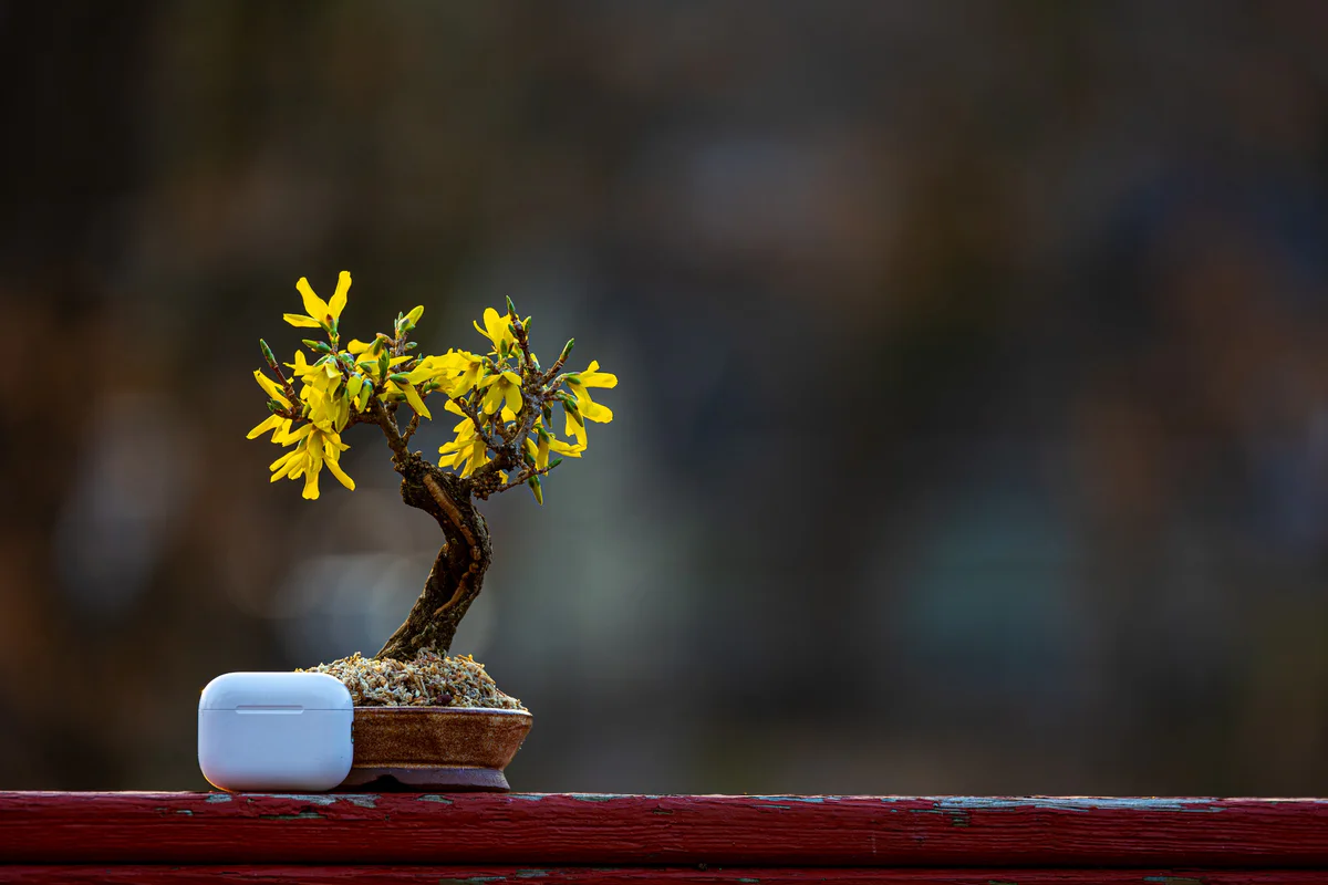 Forsythia (March 2026)