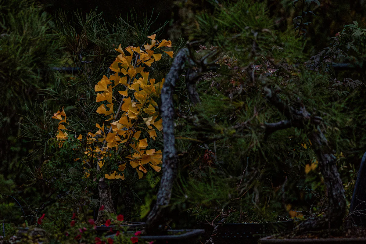 Ginkgo, fall colour, October 2025 (Fall 2025)