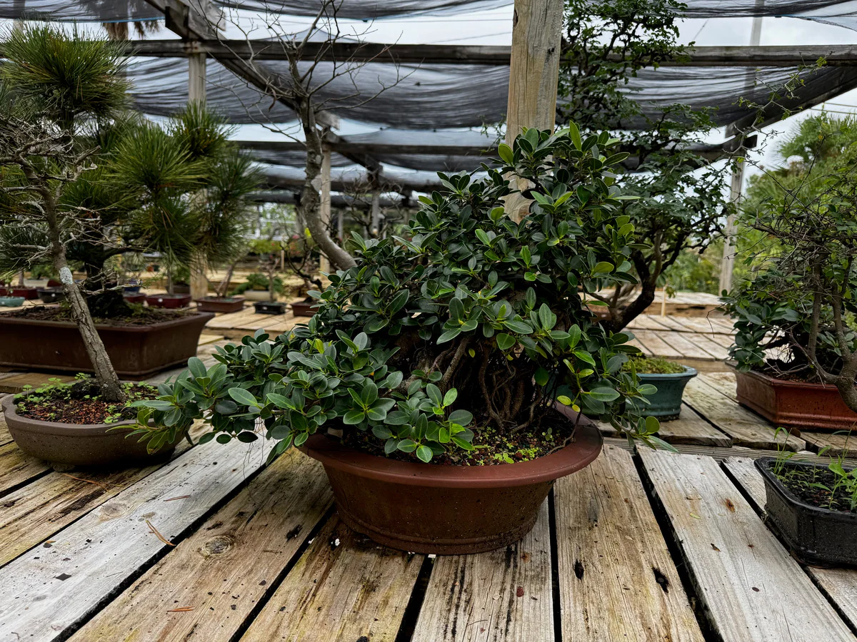 The Green Island ficus, dense with foliage, in a brown pot on the slatted benches of a shade-covered nursery, among other bonsai
