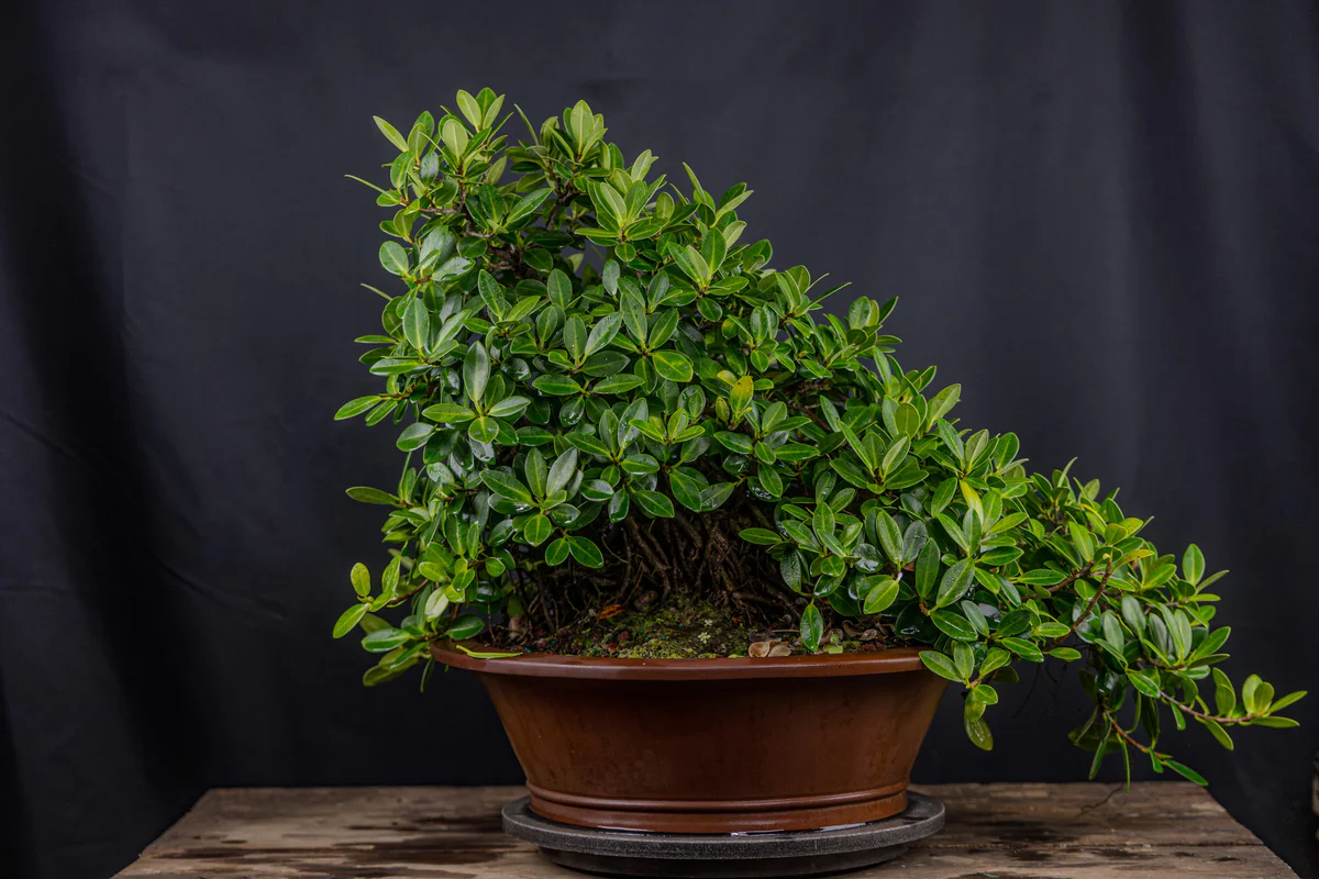 The Green Island ficus in August 2025, a dense mound of foliage spilling over the right side of its brown pot