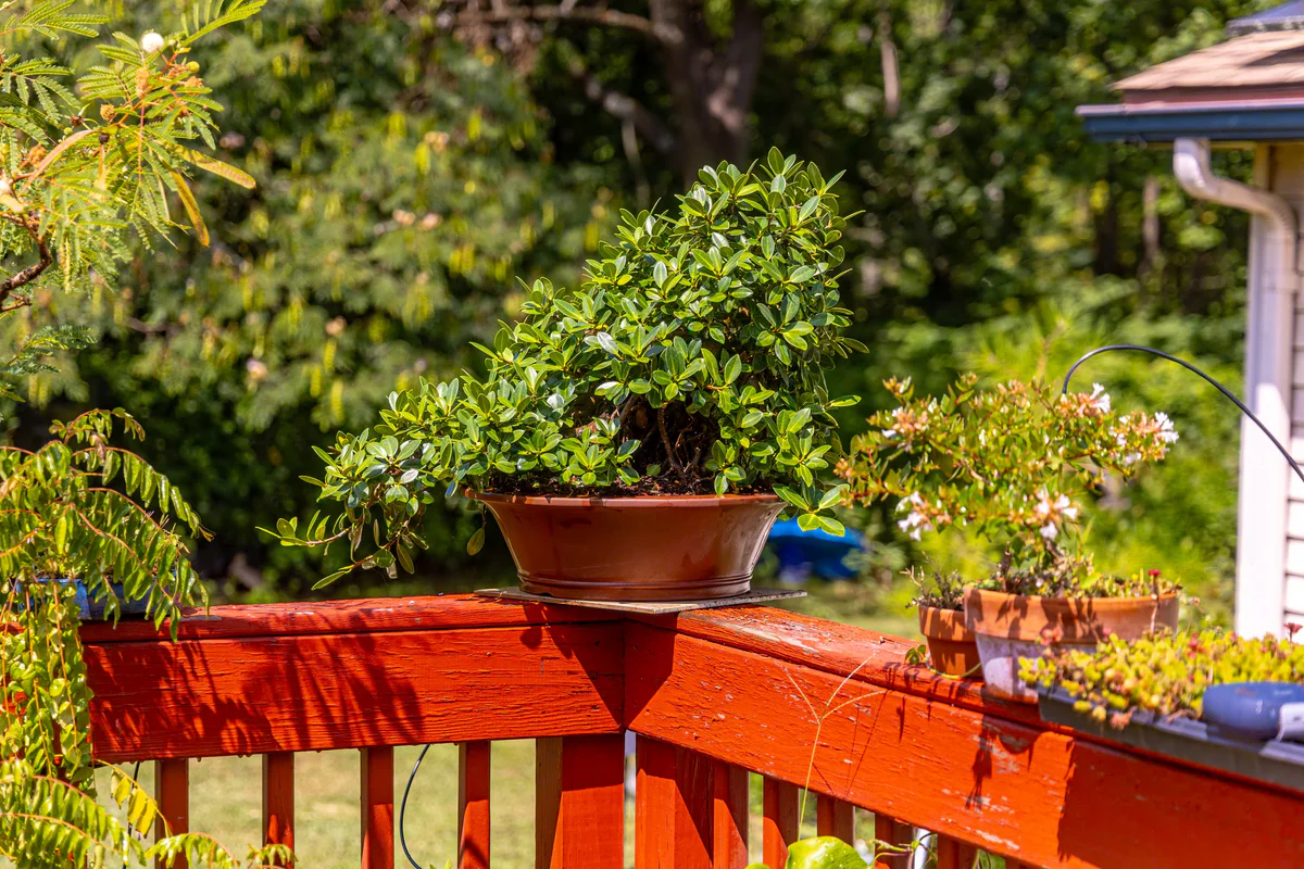 Green Island Ficus (August 2025)