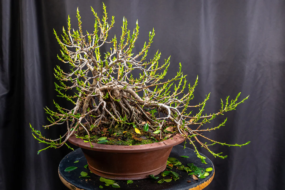 Green Island Ficus, after defoliation (July 2026)
