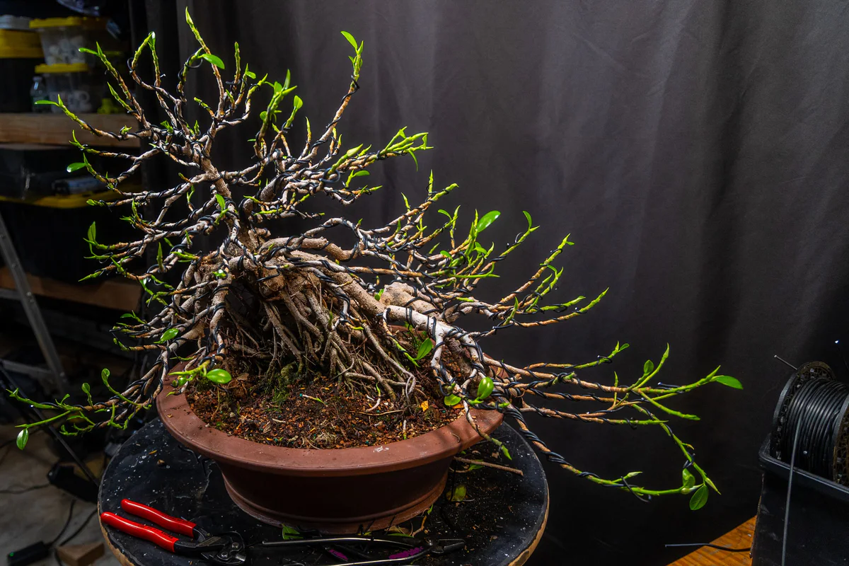 The ficus with all its leaves removed, its aerial roots and tangle of branches exposed, on a turntable beside a pair of wire cutters