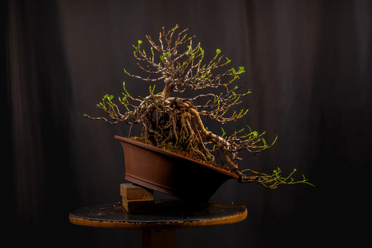 Green Island Ficus (July 2026)