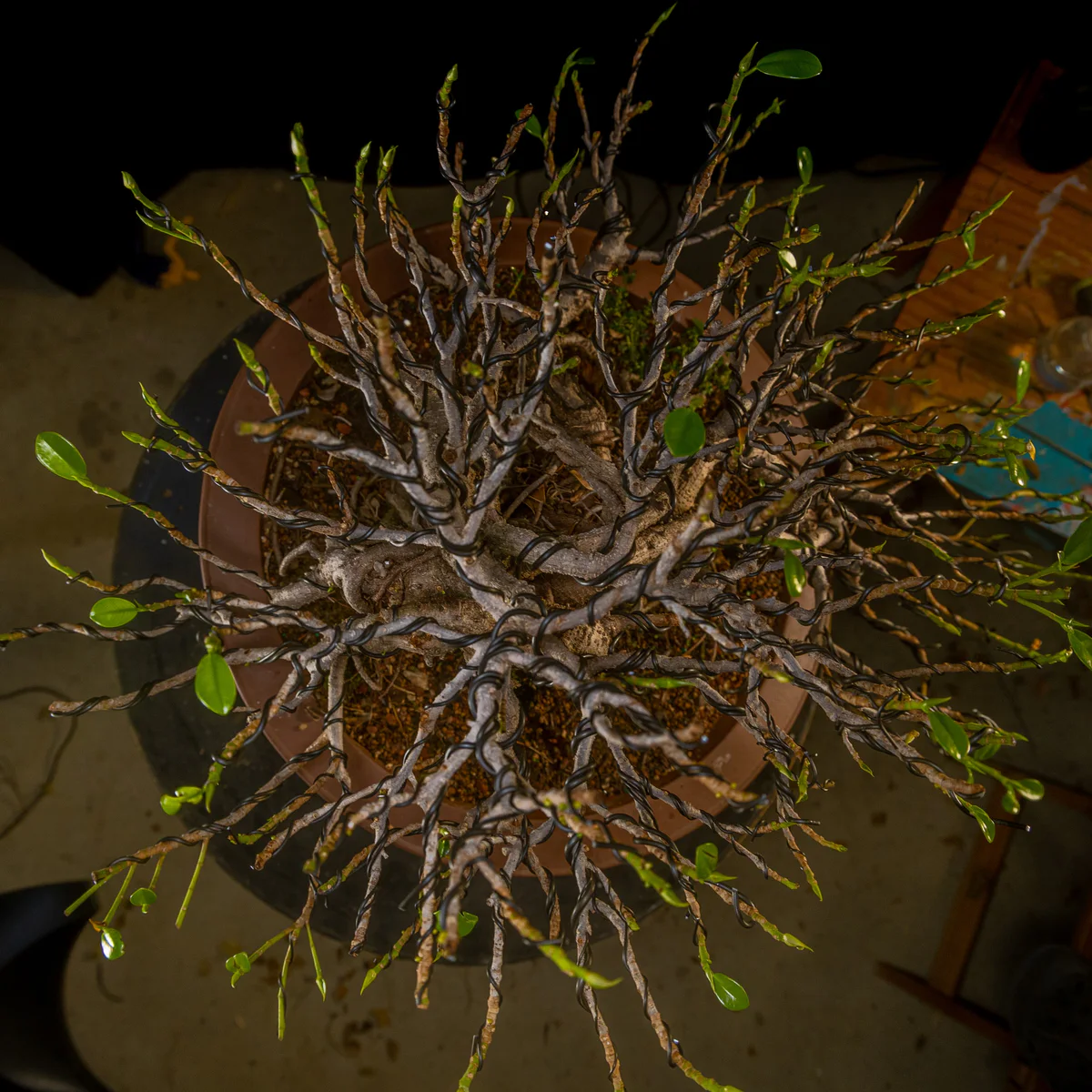 Green Island Ficus (July 2026)