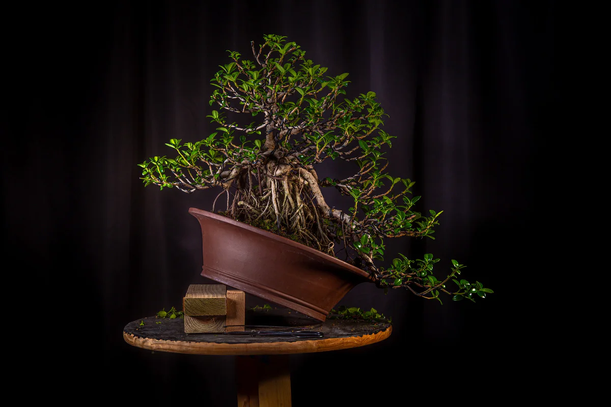 The Green Island ficus after its first styling, with wired branches and fresh new leaves, its brown pot tilted on a wooden block against a black backdrop