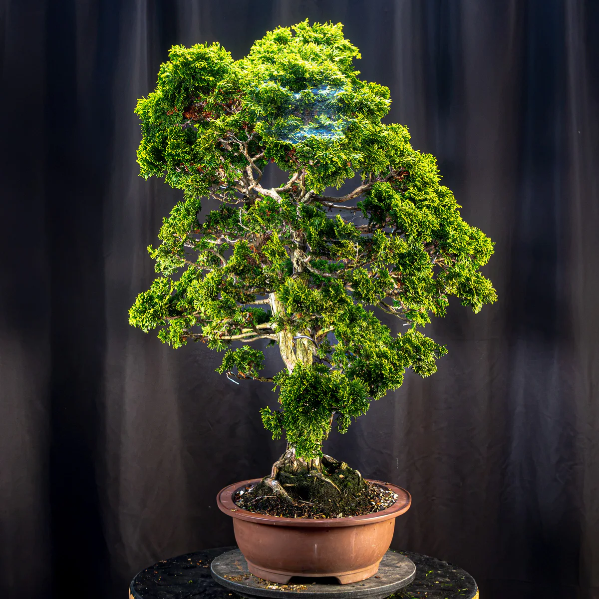 Hinoki Cypress (August 2026)