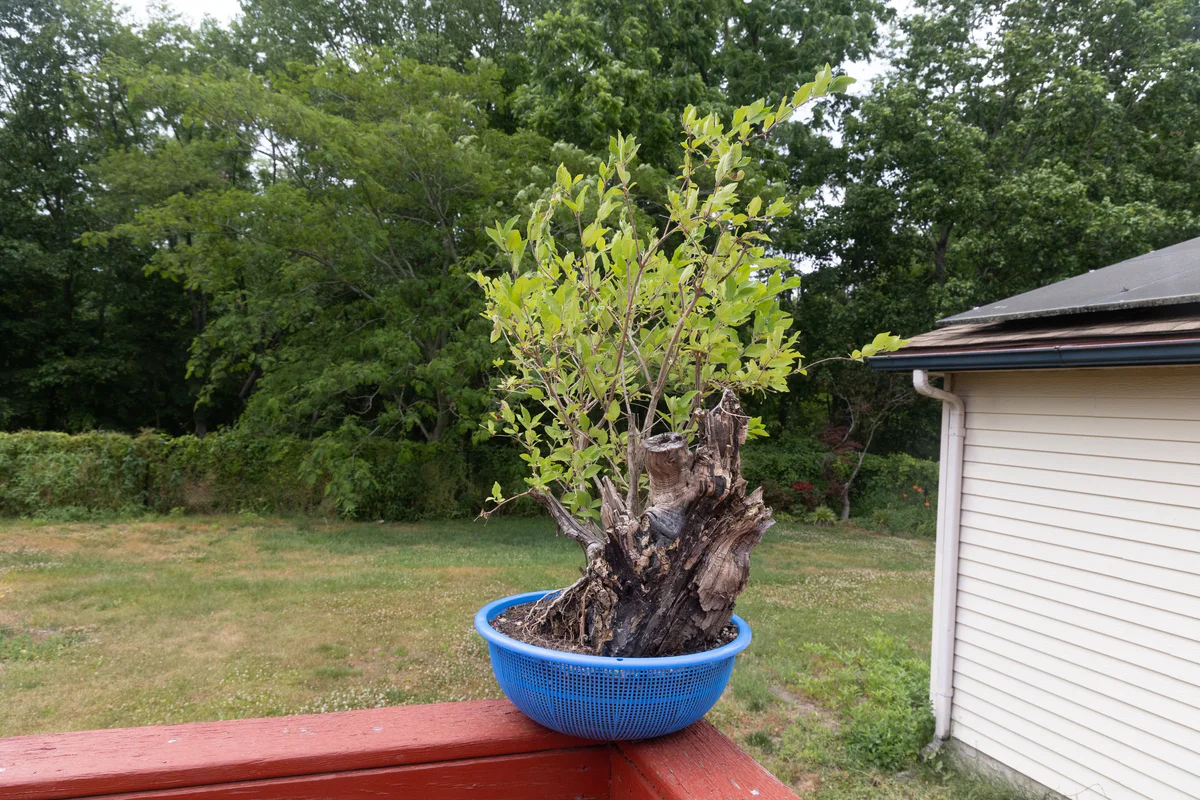 Honeysuckle (large) (June 2023)