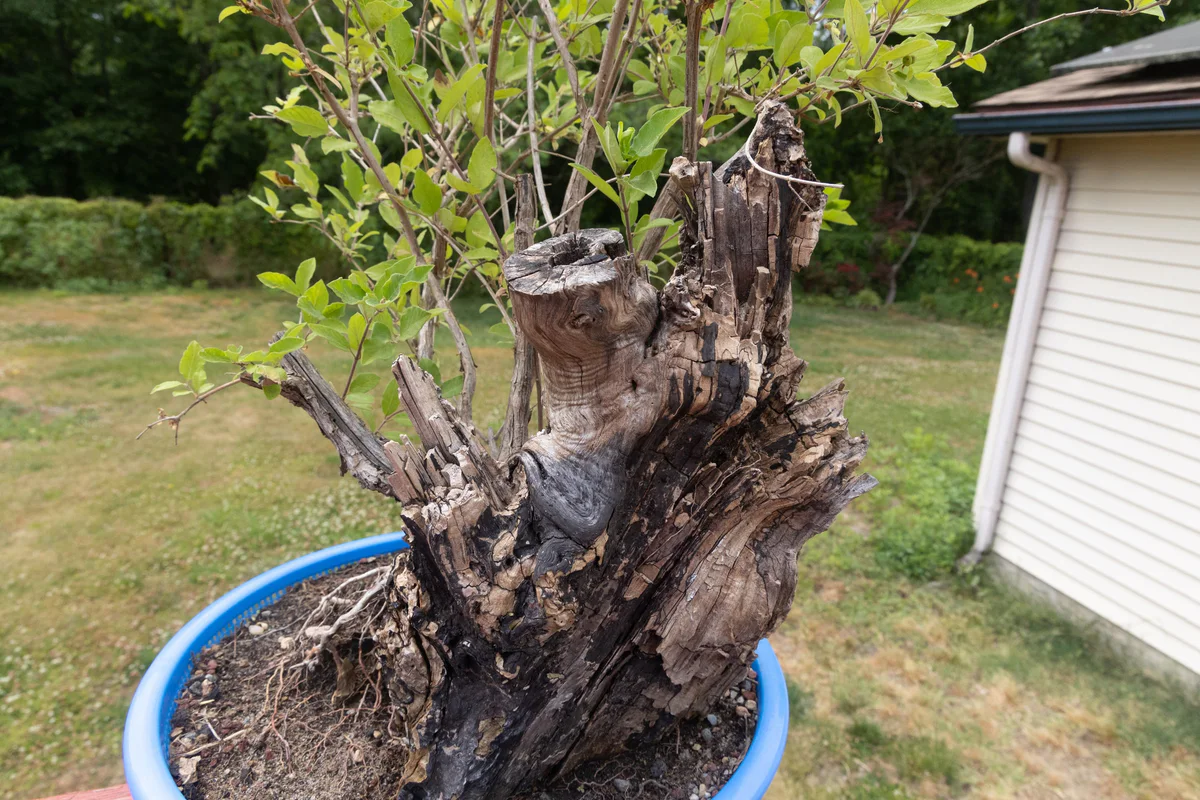 Honeysuckle (large) (June 2023)