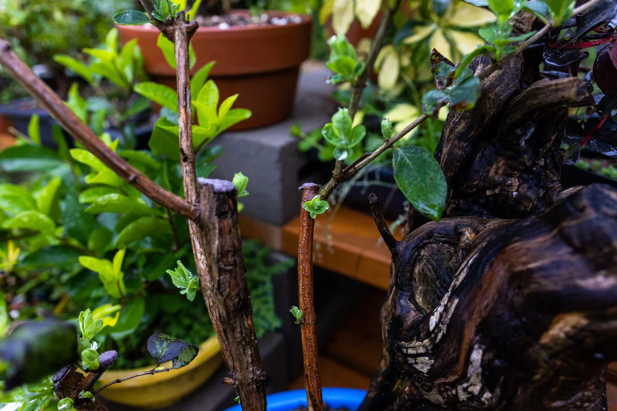Honeysuckle (large), after pruning, September 2023