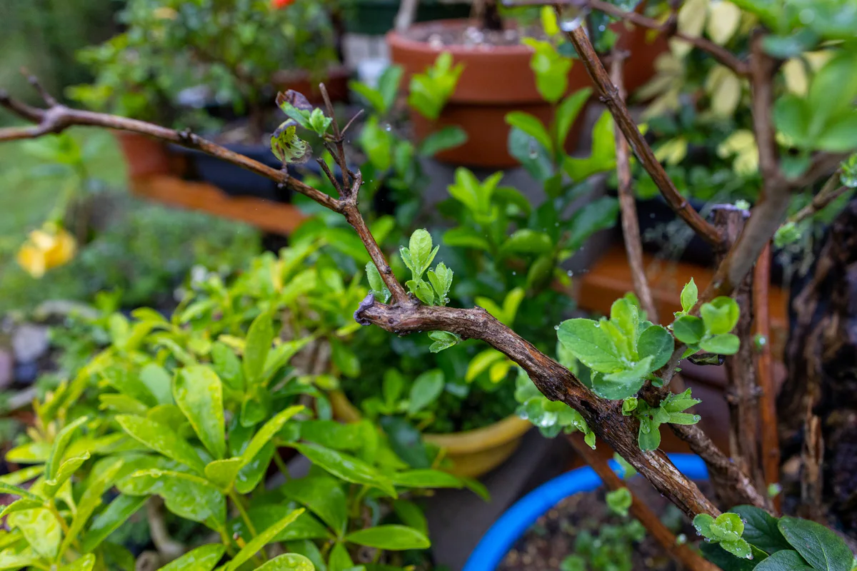 Honeysuckle (large), after pruning, September 2023