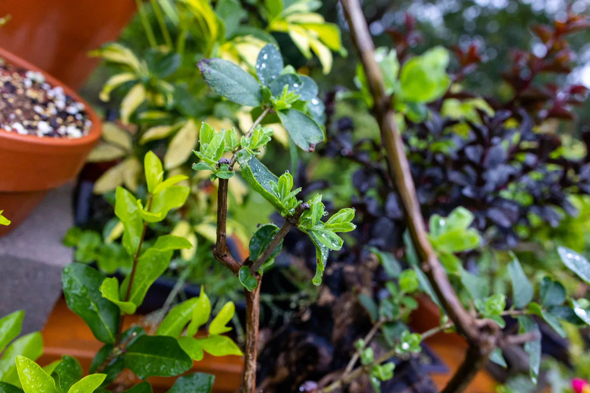 Honeysuckle (large), after pruning, September 2023