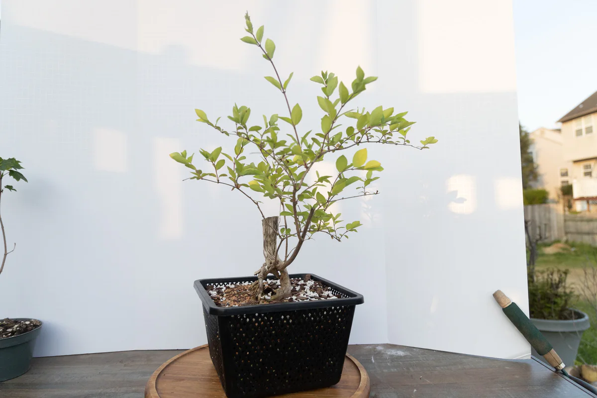 Honeysuckle (small) (June 2023)