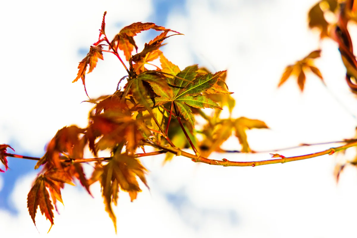 Japanese Maple Seedling, leaf detail (April 2023)