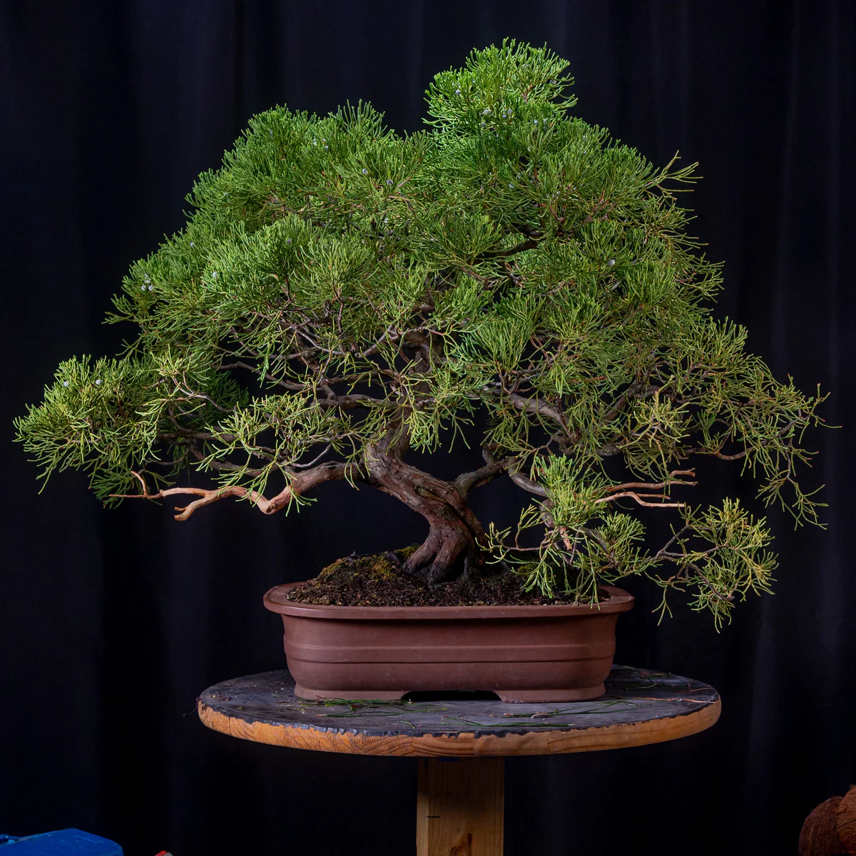 Juniper (Joe G) (August 2026)