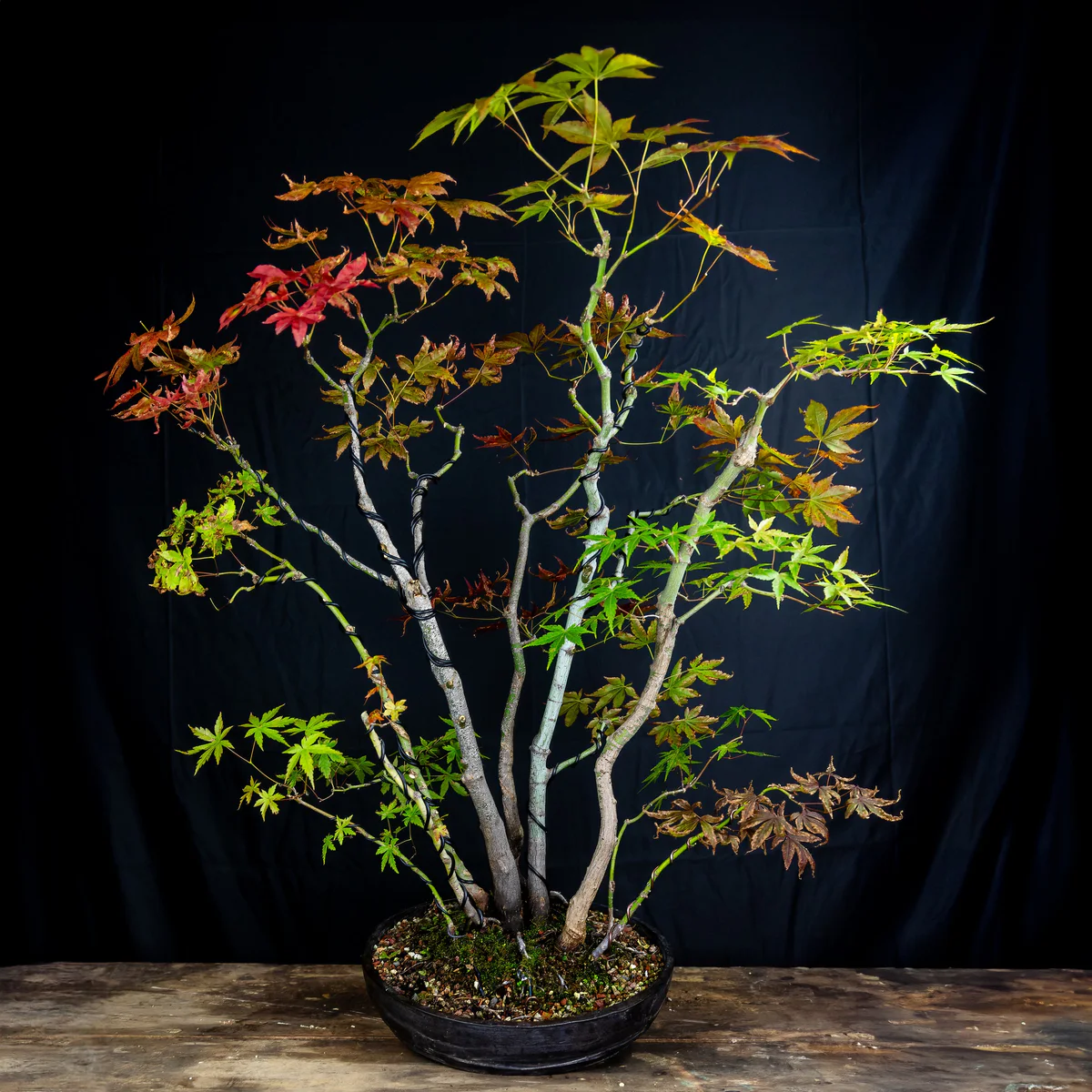 Kabudachi Japanese Maple, final (June 2024)