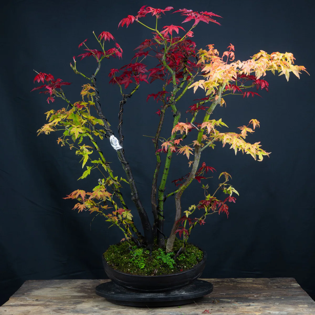 Kabudachi Japanese Maple (August 2024)