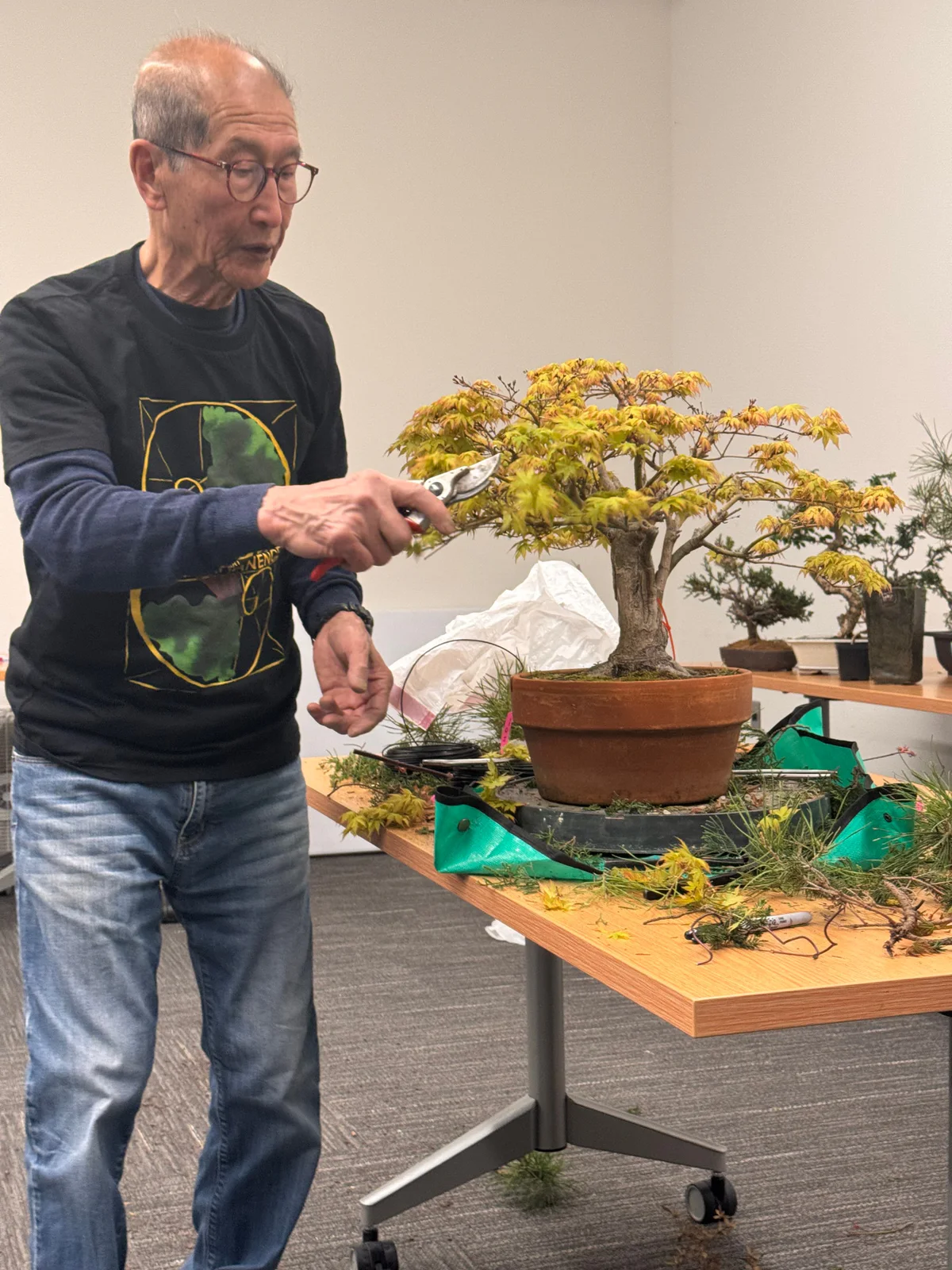 Kitohime Japanese Maple, peter says “No Refunds” and proceeds to prune (April 2025)