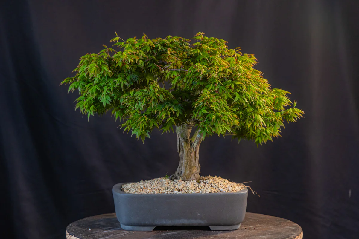 Kitohime Japanese Maple, spring 2026