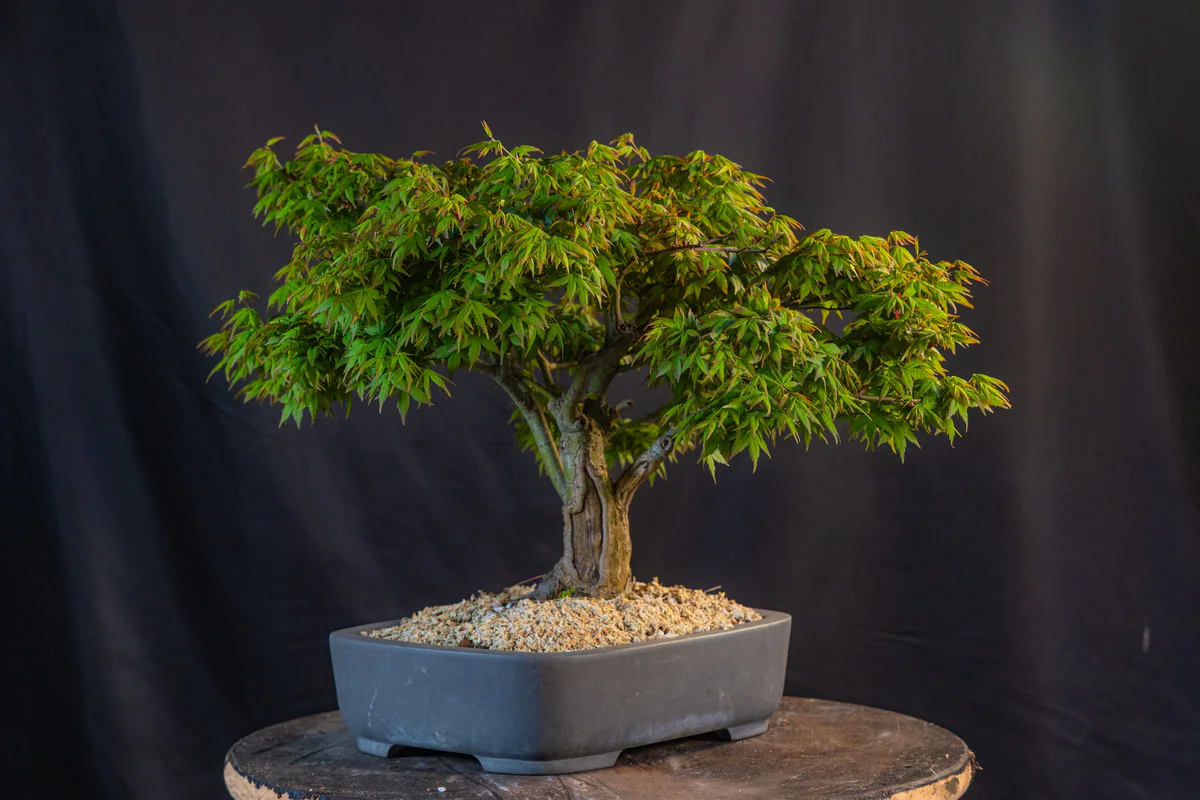 Kitohime Japanese Maple, spring 2026