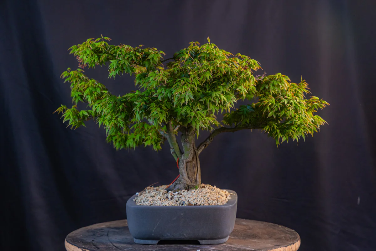 Kitohime Japanese Maple, spring 2026