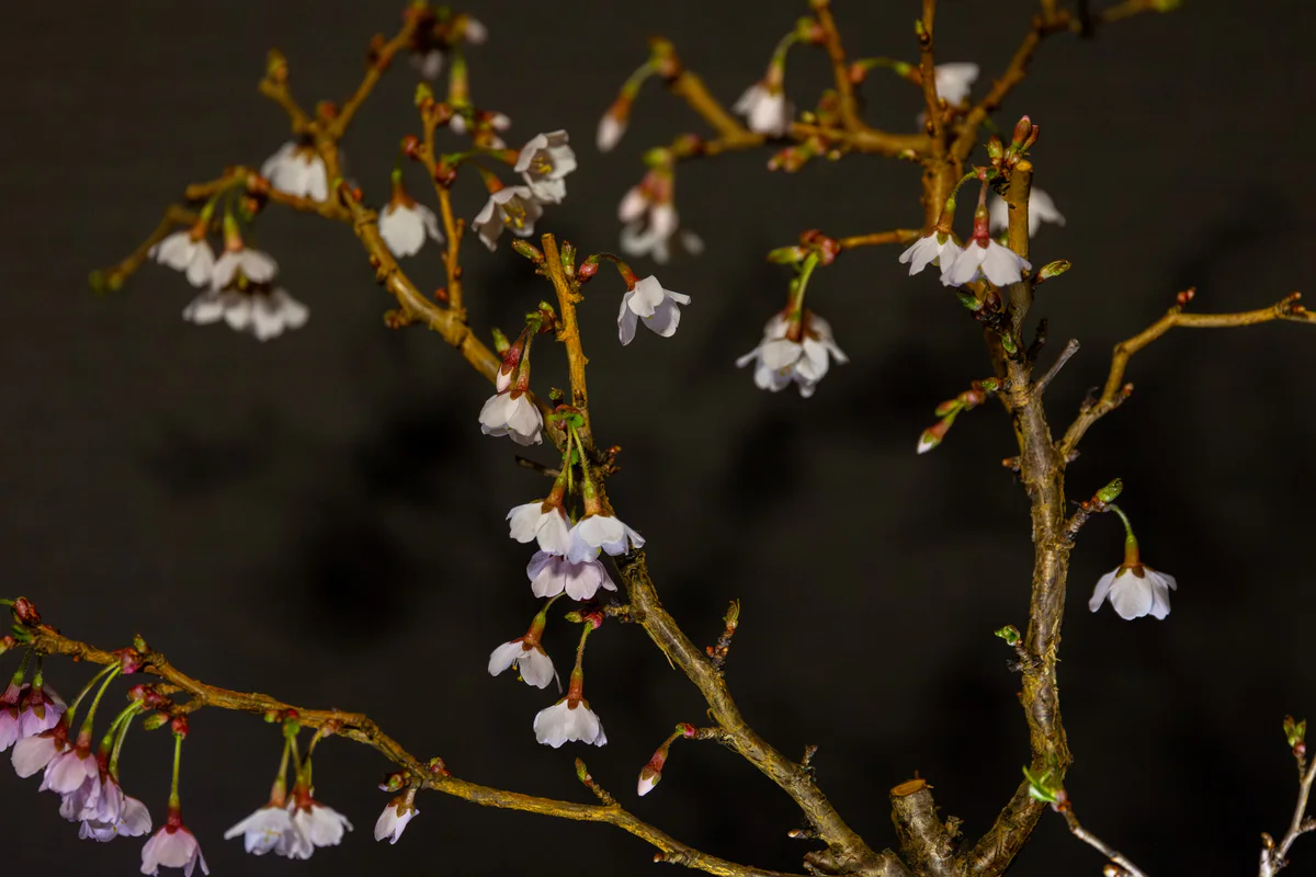 Kojo-no-mai, blossom detail (March 2024)