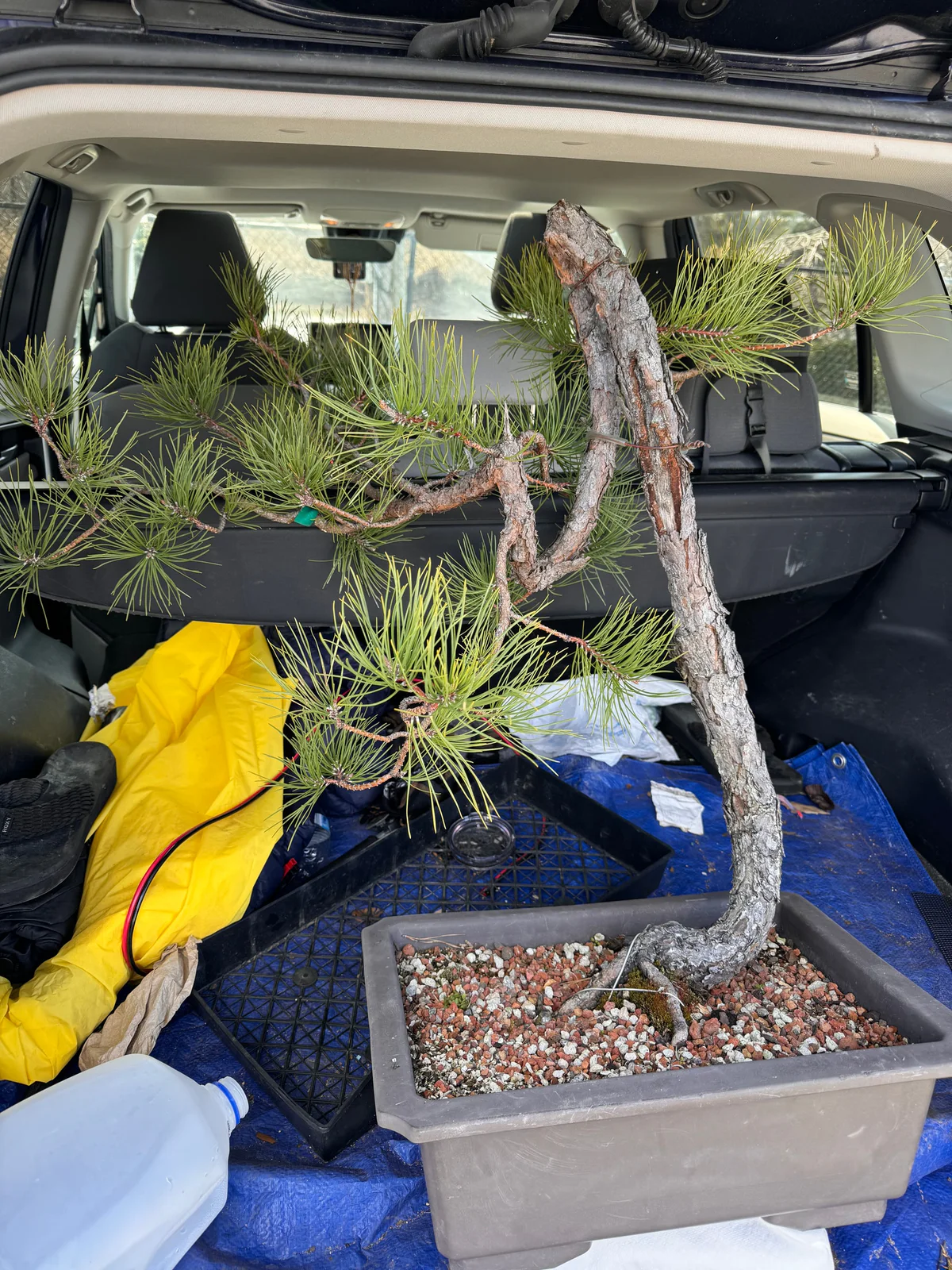 Literati Pitch Pine, transport (March 2024)