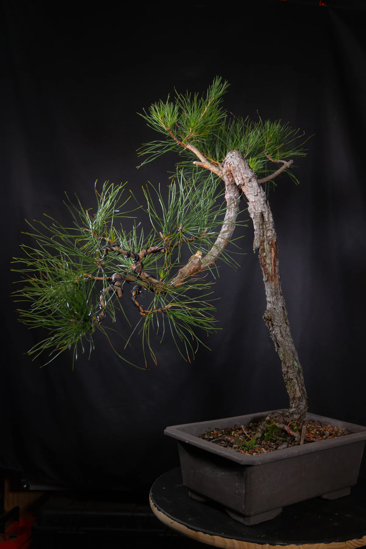 Literati Pitch Pine (September 2025)