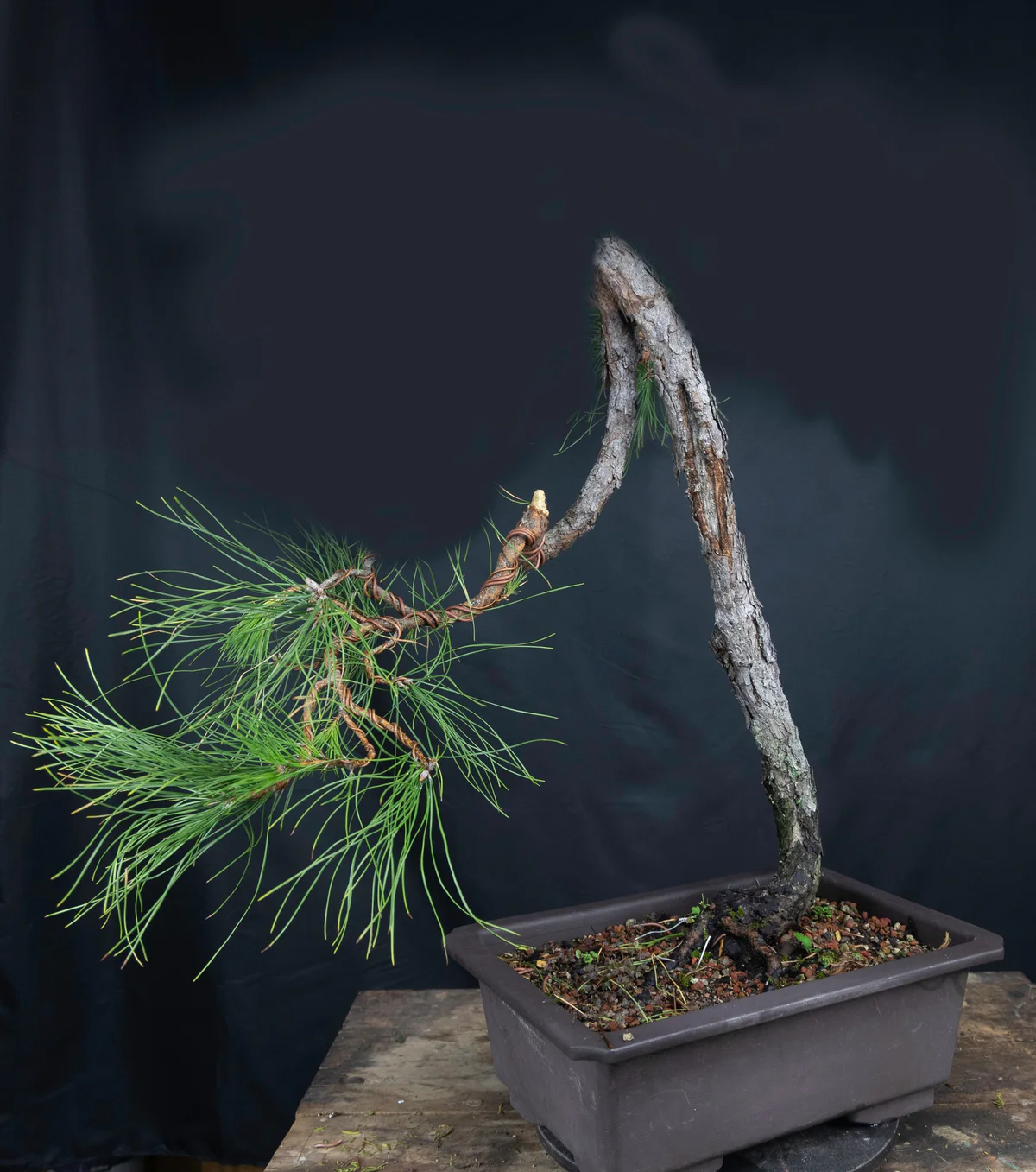 Literati Pitch Pine, future vision