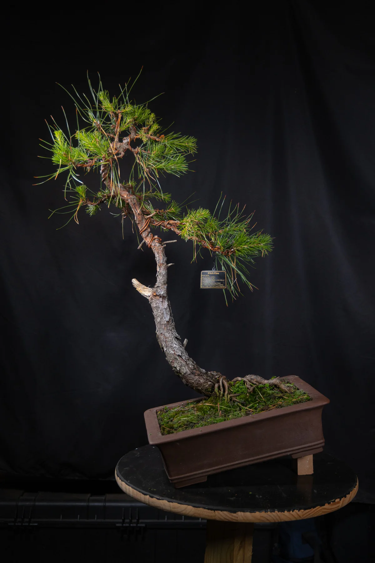 Pitch Pine — Informal Upright 1 (September 2025)