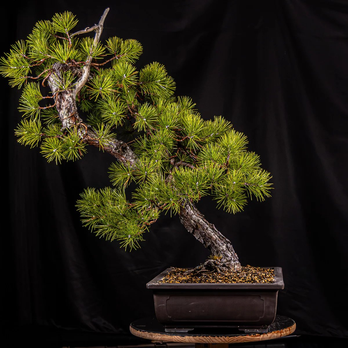 Pitch Pine — Informal Upright 3 (March 2026)
