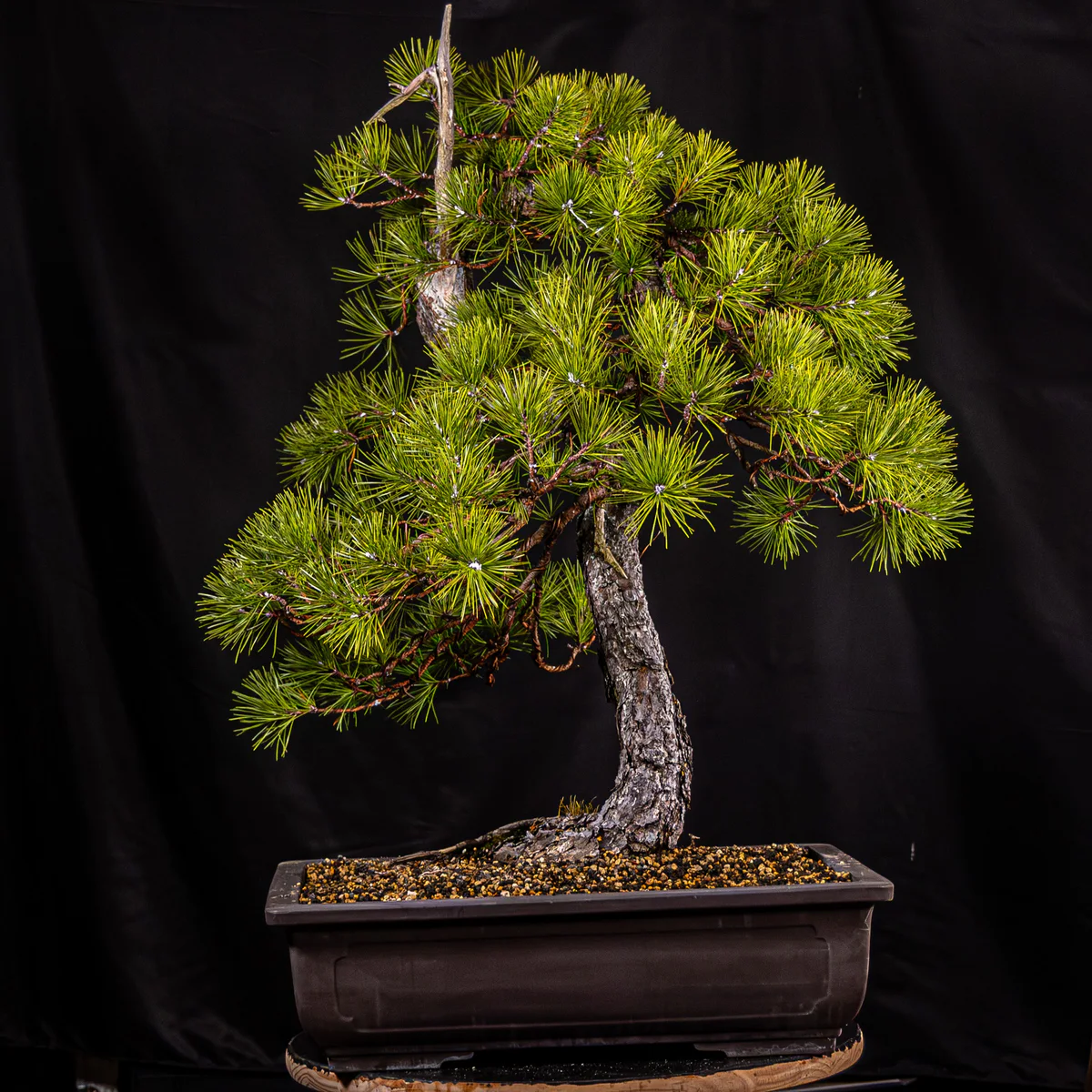 Pitch Pine — Informal Upright 3 (March 2026)