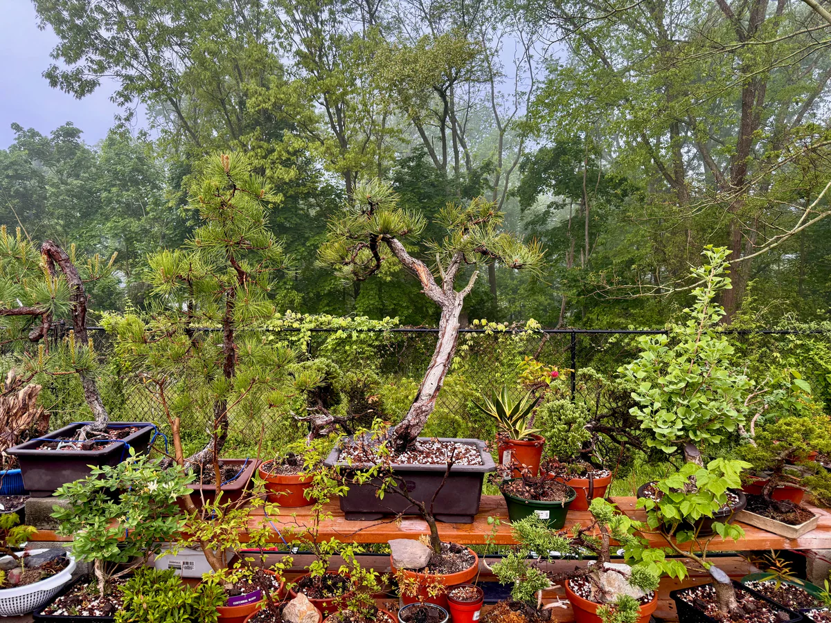 Ponderosa Pine (May 2024)