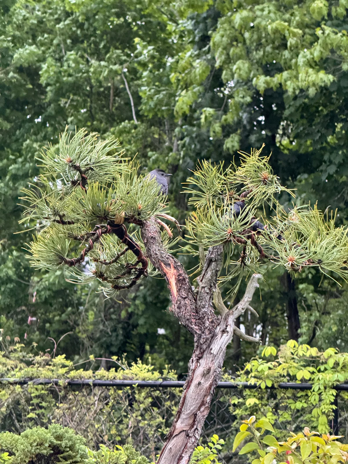 Ponderosa Pine (May 2024)