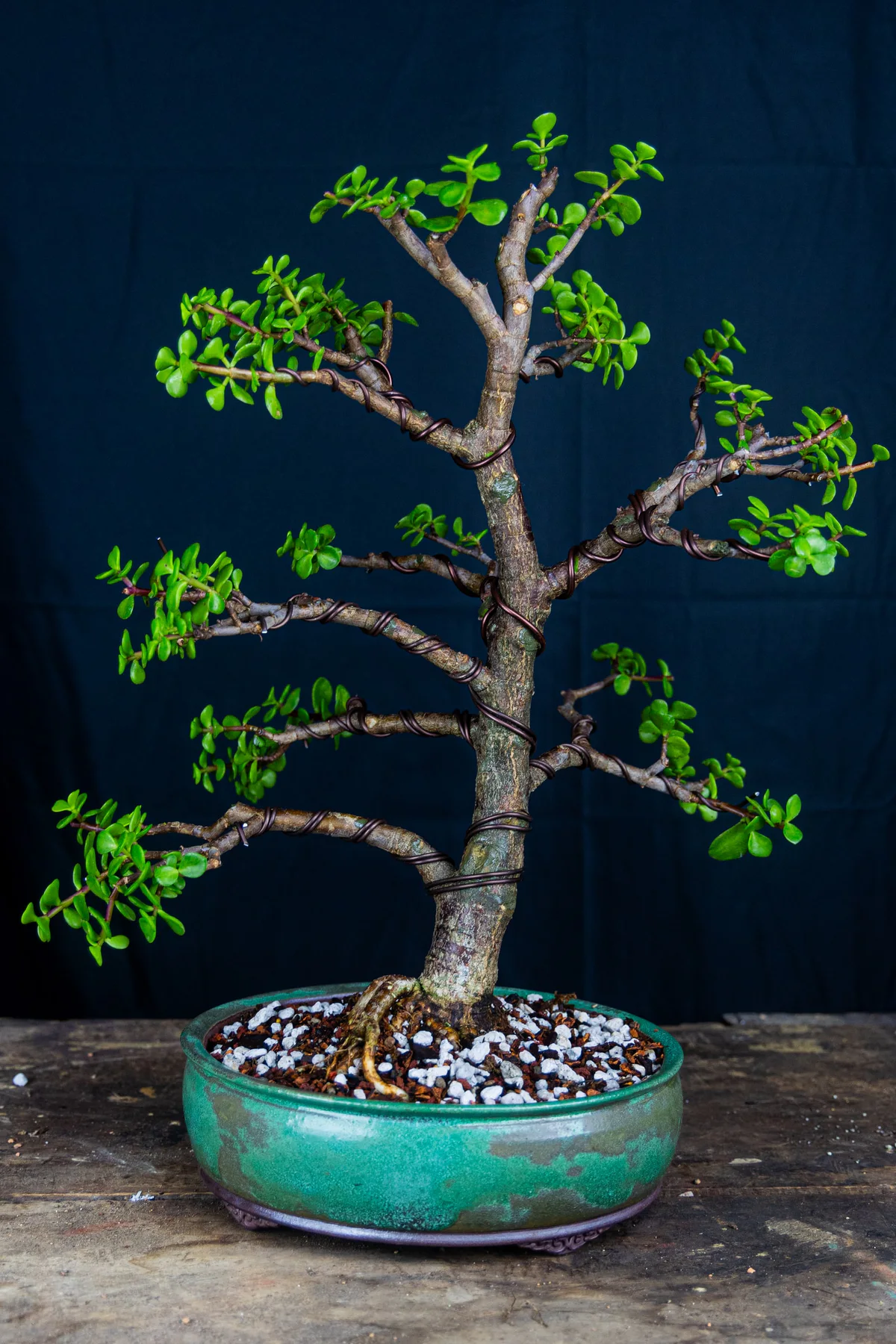 Portulacaria afra (July 2024)