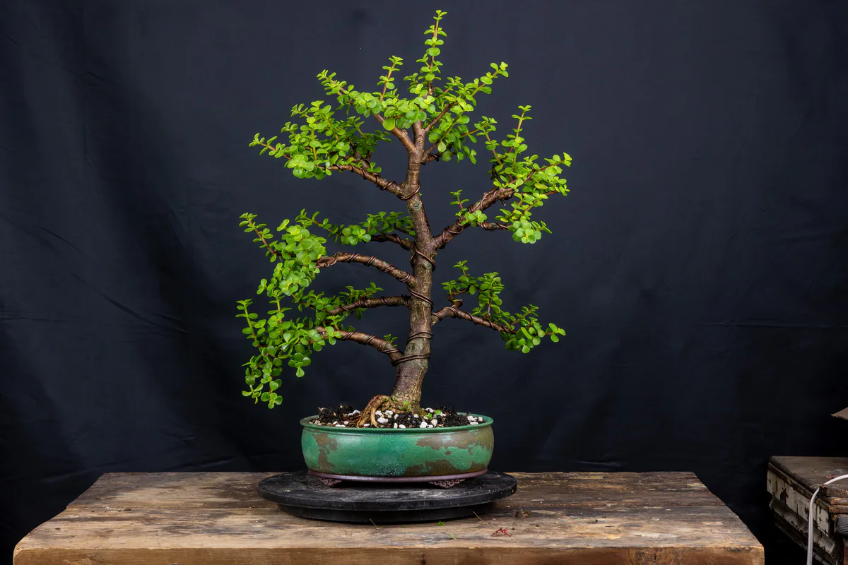Portulacaria afra (August 2024)