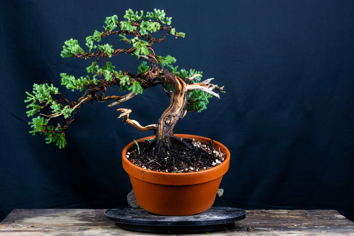 Procumbens Nana Juniper (Hogbins Nursery) (August 2024)