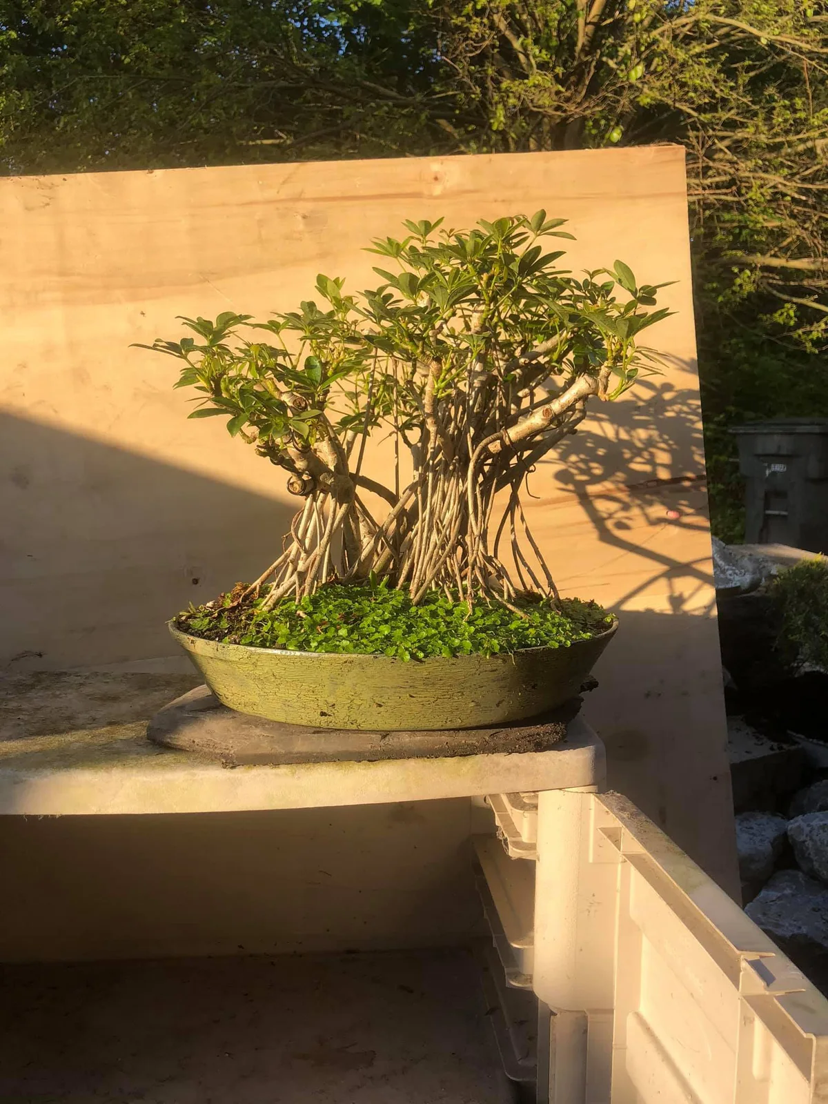 Schefflera (May 2020)