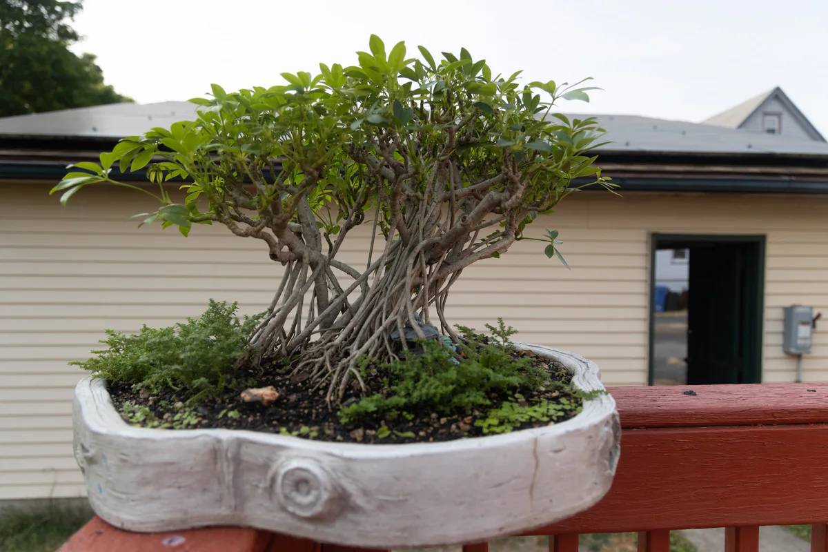 Schefflera (June 2023)