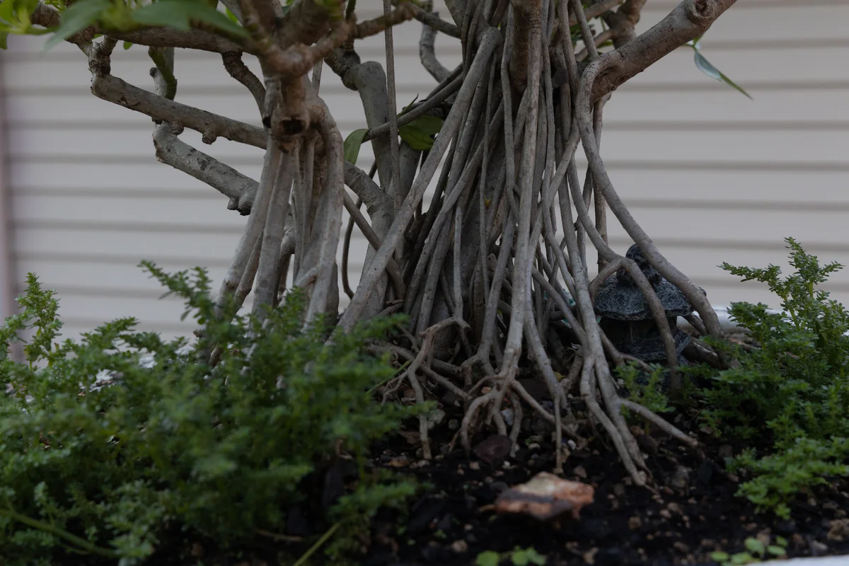 Schefflera (June 2023)