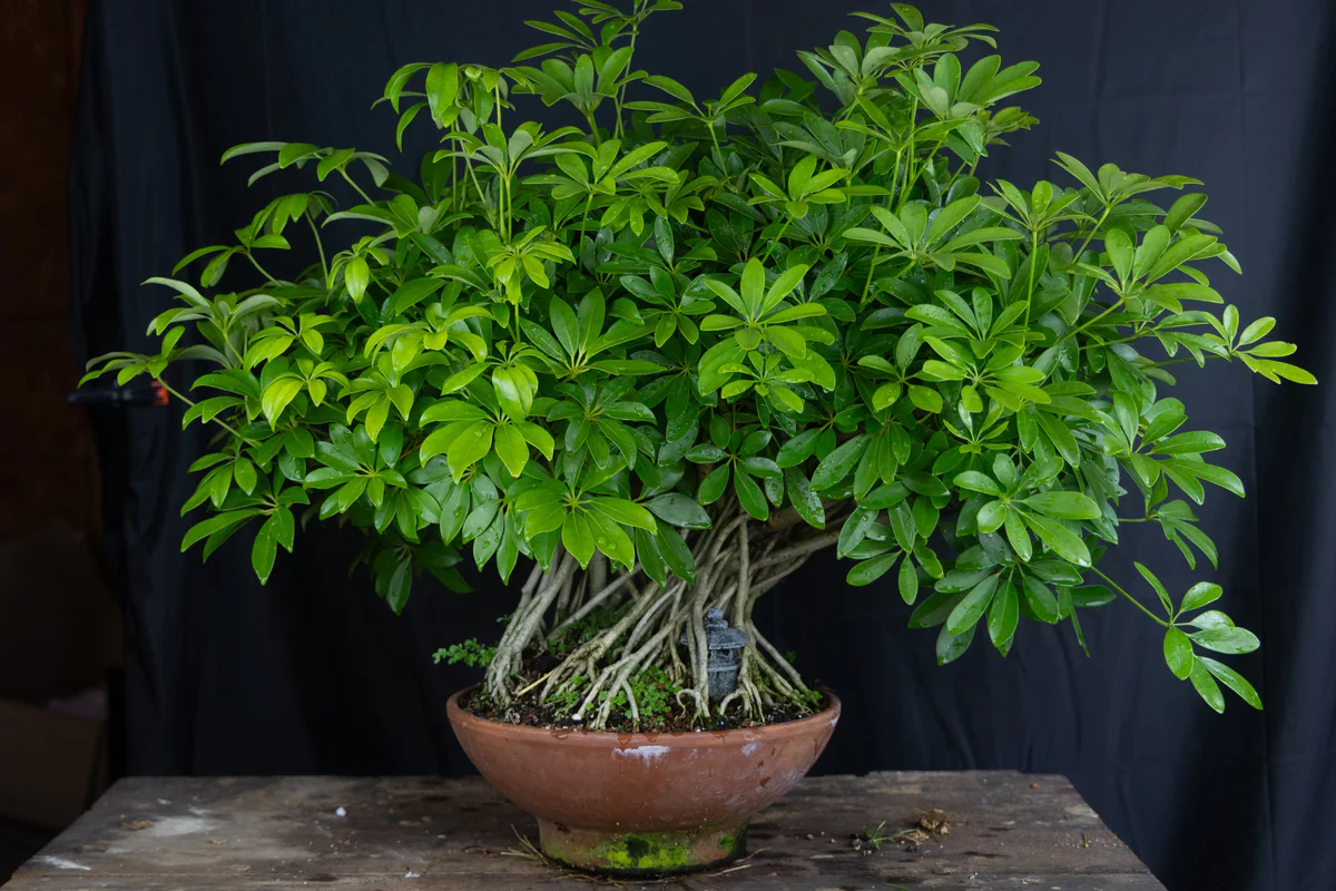 Schefflera (July 2024)