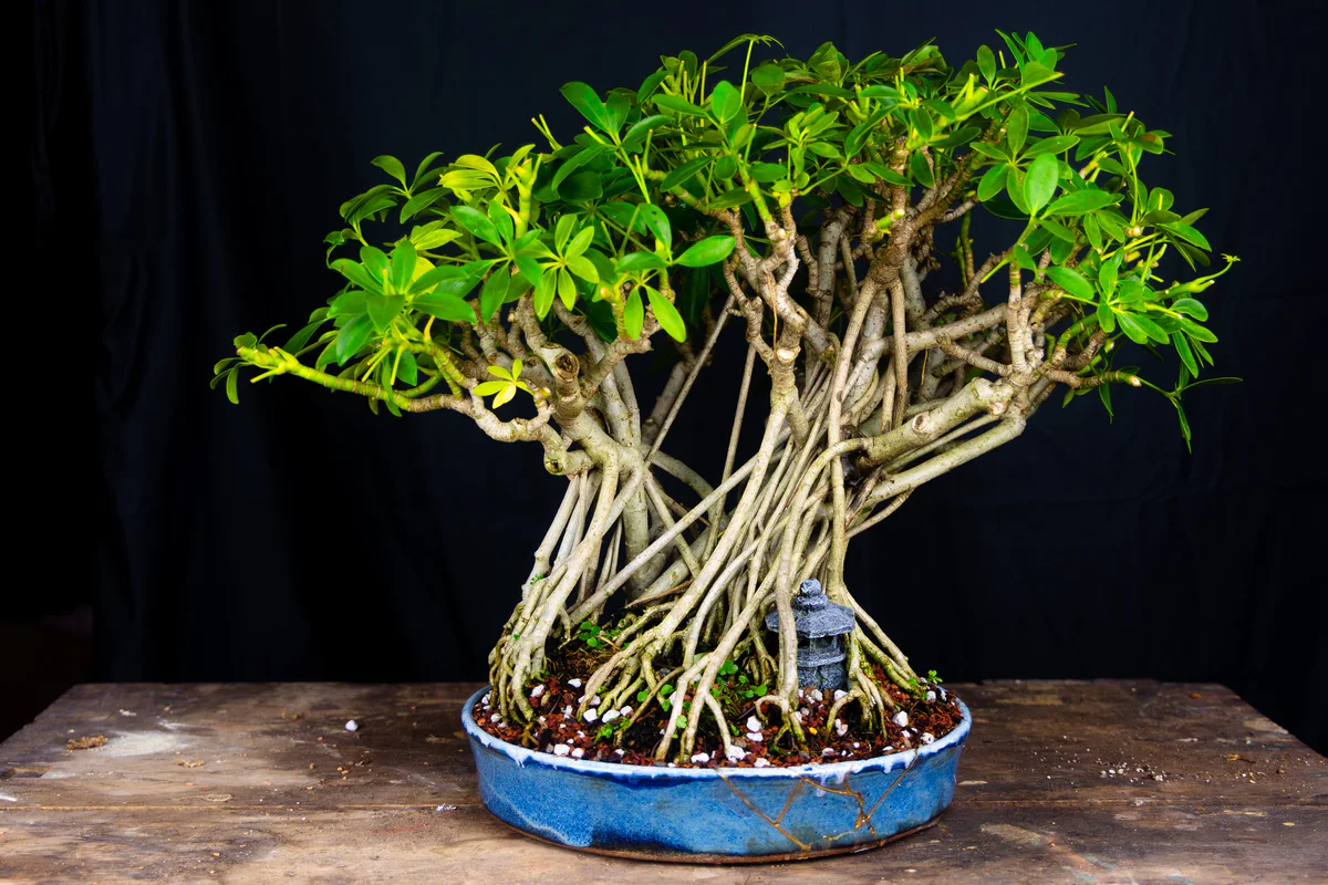 Schefflera (July 2024)
