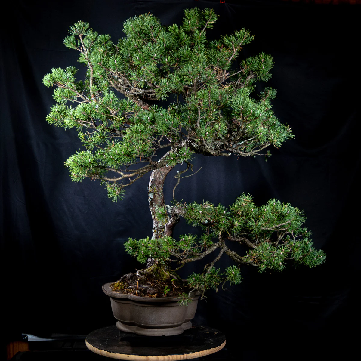 Scots Pine, right side (October 2025)