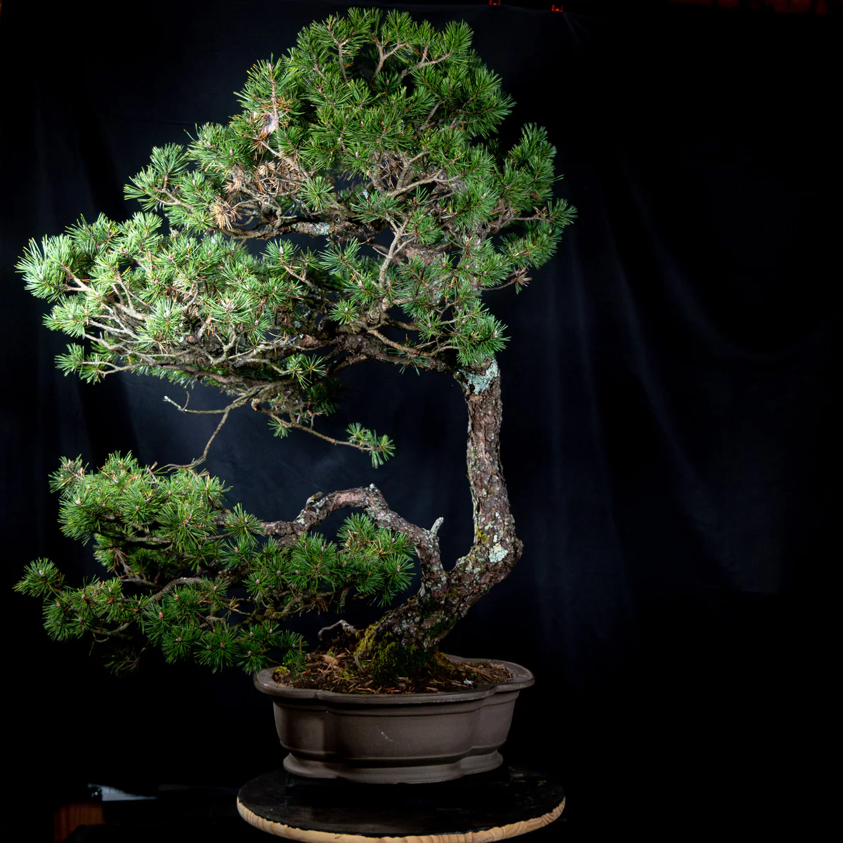 Scots Pine, back (October 2025)