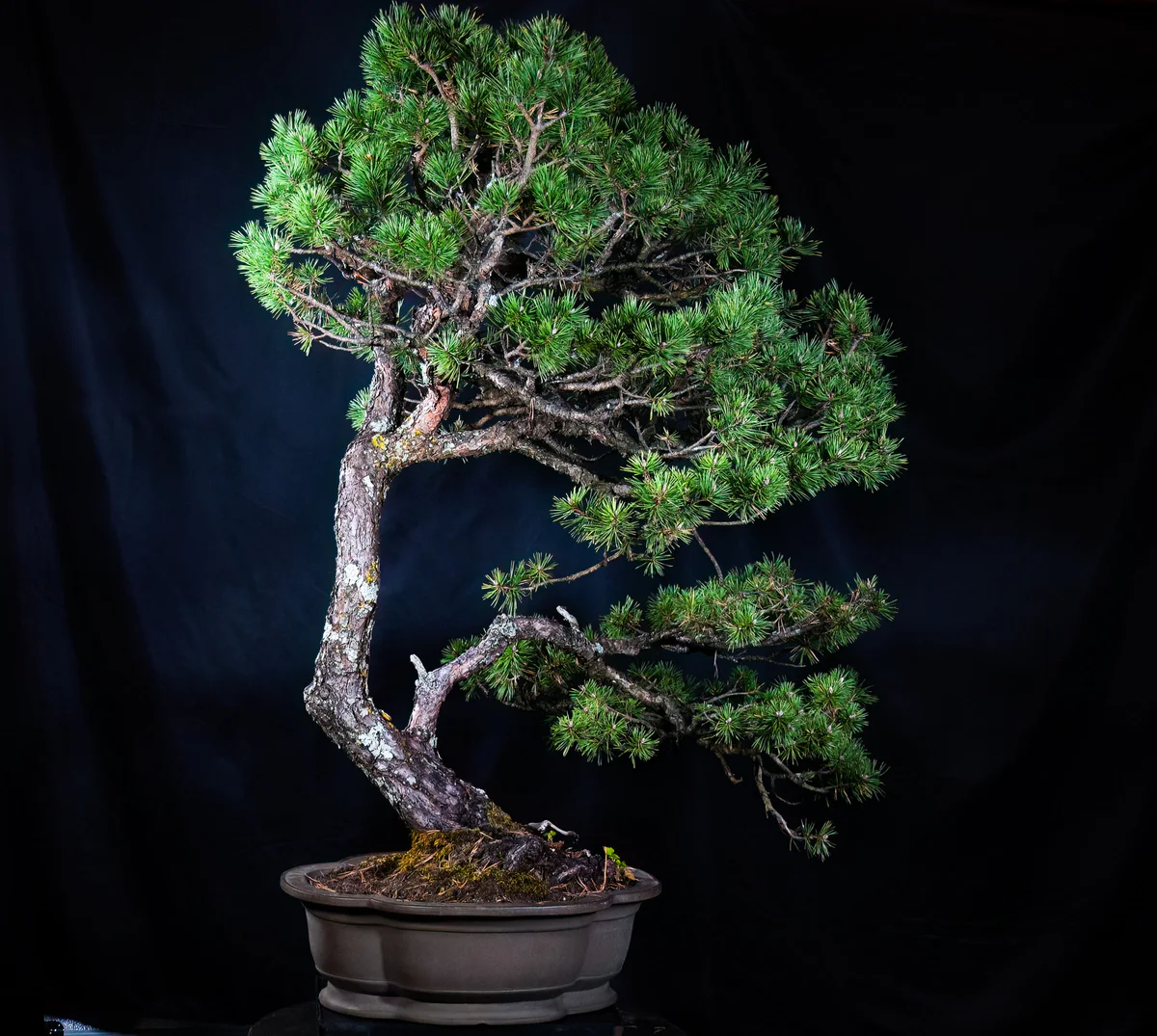 Scots Pine (October 2025)