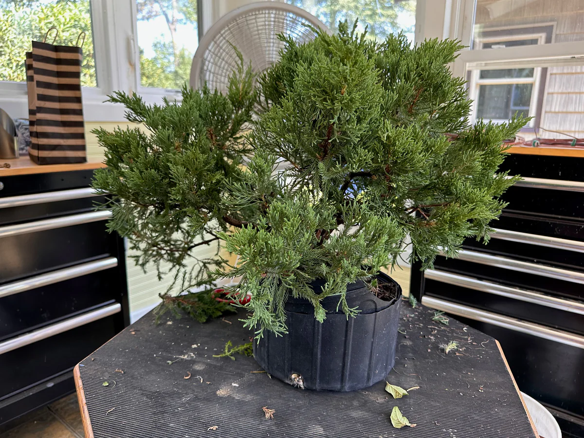 USA Koi Juniper (September 2023)
